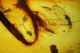 Four Detailed Fossil Flies (Diptera) And A Leaf In Baltic Amber #183558-3